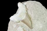 Otodus Shark Tooth Fossil in Rock - Eocene #139867-1